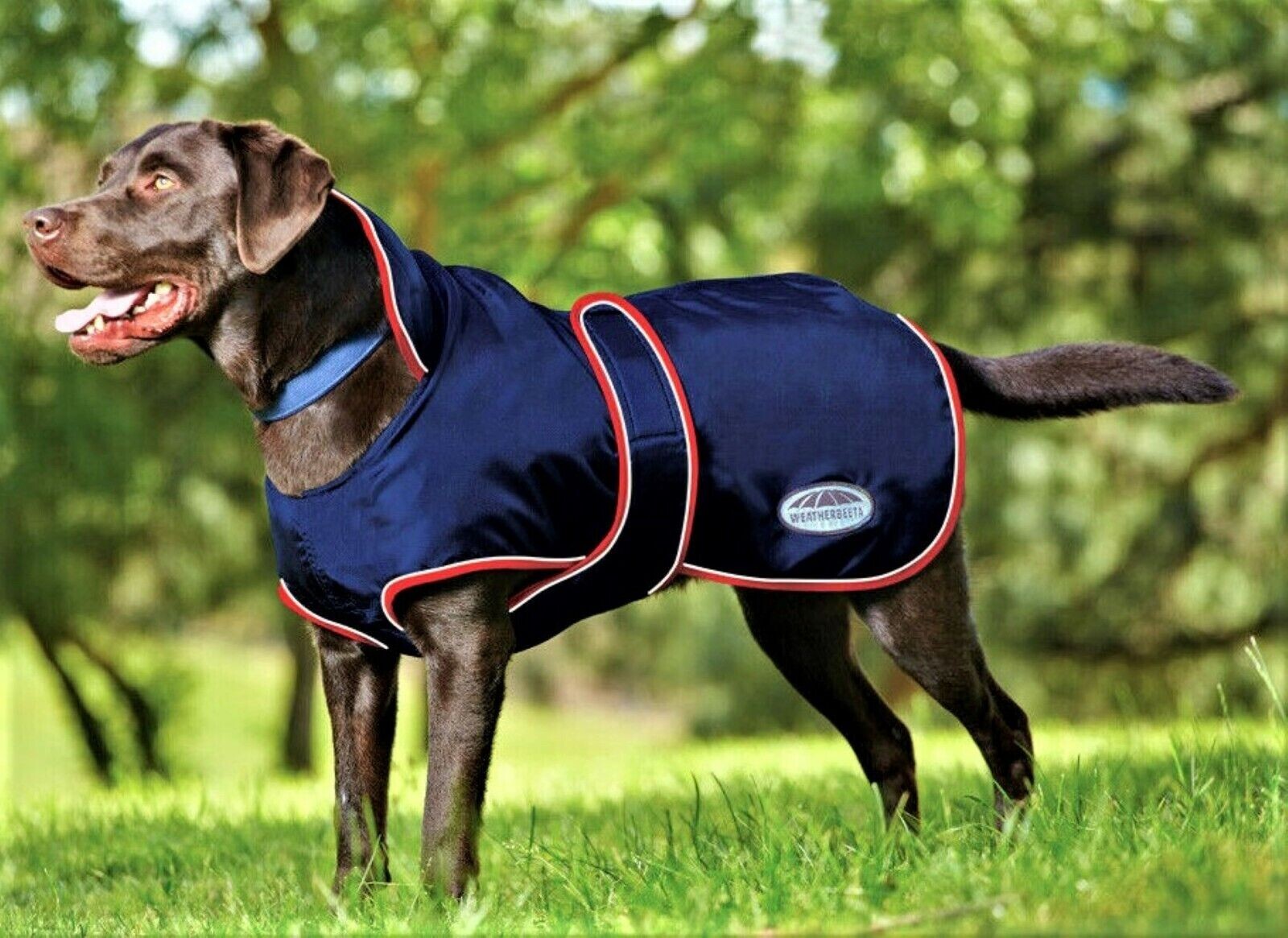55cm DOG COAT BY WEATHERBEETA lightweight insulated outdoors