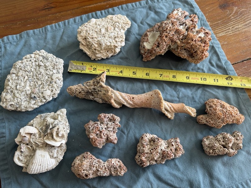 9 Pieces of Worm/Shell Aggregate & 1 Neat Conch Spine Sanibel Island