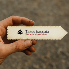 Taxus baccata SEEDS - English yew | Common yew