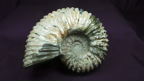 gorgeous, giant,Douvilleiceras ammonites from Boeny,Madagascar - Imagen 9 de 23