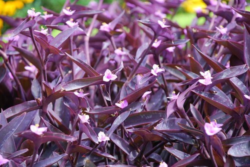 Planta tradescantia purpurea 3 esquejes Flor Rosa morada - Imagen 4 de 6