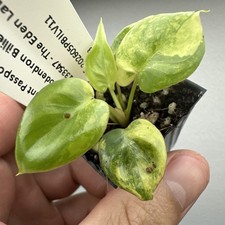 philodendron billietiae variegated  super rare variegated aroid 05PBILV11