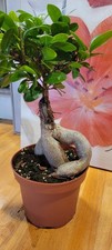 Bonsai Ficus Ginseng