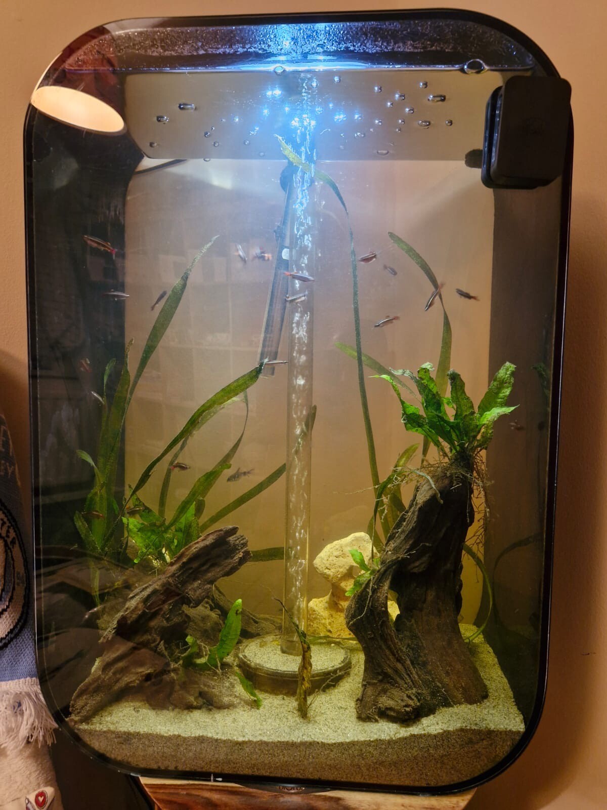 BiOrb 60 Litre Smart Fish Tank eBay