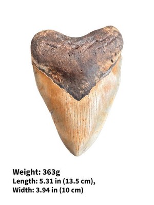 Authentischer Megalodon Haizahn Fossil - echter versteinerter Haizahn - A++