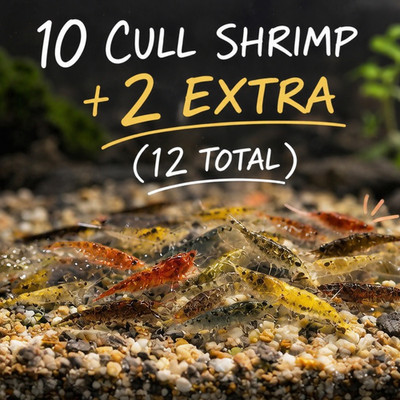 12 Mixed Color Cull Neocaridina Shrimp (10+2 Bonus) Live Freshwater Shrimp