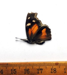 Libytheana carinenta, male, Maryland; Nymphalidae