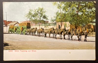 Mule Teaming Out West printed 20 mule hitch unknown location CA AZ UT NV ??