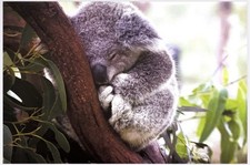 Greeting Card - Koala (with white envelope) Blank inside