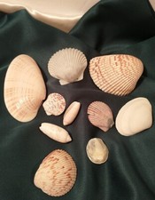 Lot of 10 Natural Shells Various Colors Crafts Decor 1.25"-5" LARGE
