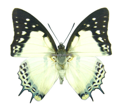 Unmounted Butterfly/Nymphalidae - Polyura nepenthes nepenthes, male, China