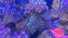 Rock With FUZZY mushrooms And Green Button Polyps "Marine Carbon"