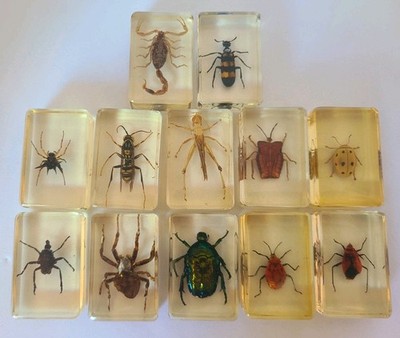 Set Of 12 Vtg Real Insects In Lucite Resin Epoxy Specimens Bugs Scorpion 