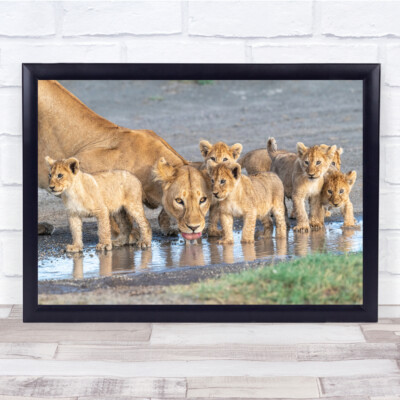 Wasserstelle Löwe Jungen Familie Tiere Wandkunstdruck