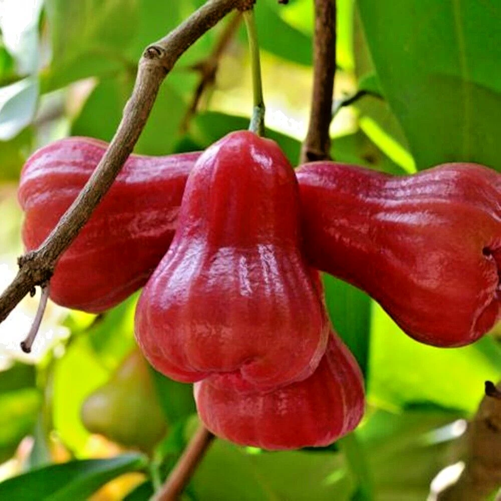 Rose apple deals