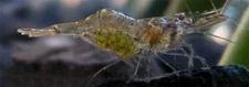 25+ Live Freshwater Ghost Shrimp; FREE SHIP FedEx Air -cold weather no problem