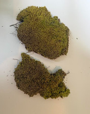 1qt live moss-Terrariums and more 