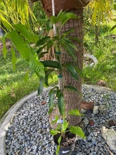 ~15 MO GRAFTED ORANGE SHERBET MANGO TREE (SEEDLING OF LEMON MERINGUE)