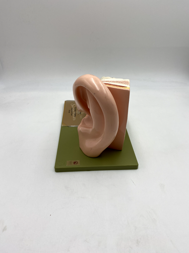 Somso anatomisches Modell - DS3 - SOMSO Ohr - 3 Teile - Bild 6 von 6