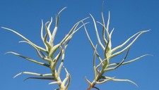 lot of 2 paleacea tillandsia airplant air plant oahu hawaii bromeliad