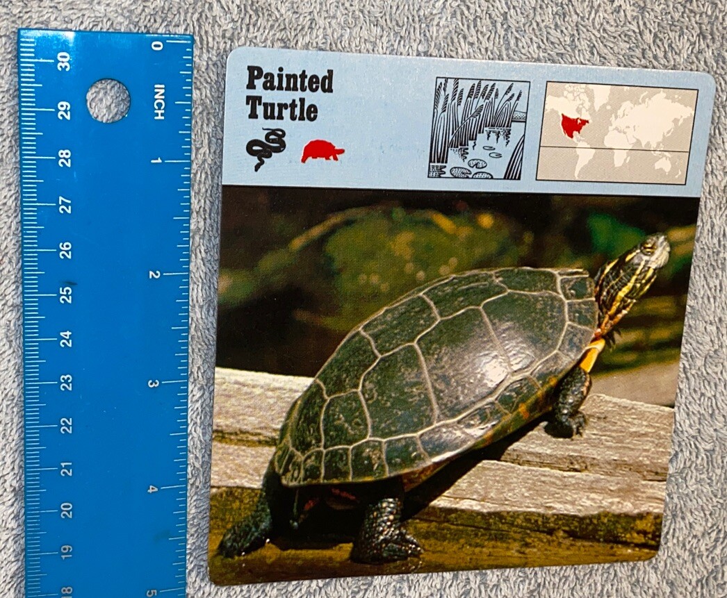 Vintage 1976 Animal Card - Painted Turtle - Printed In Japan