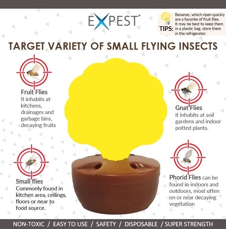 Fruit Fly Trap - [No more small flies]  : One set plus One refill pack - Image 4 of 4