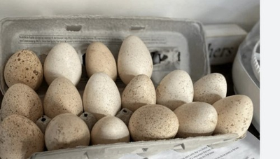 #ad #ad 6 Bourbon Red Turkey Hatching Eggs $58.50