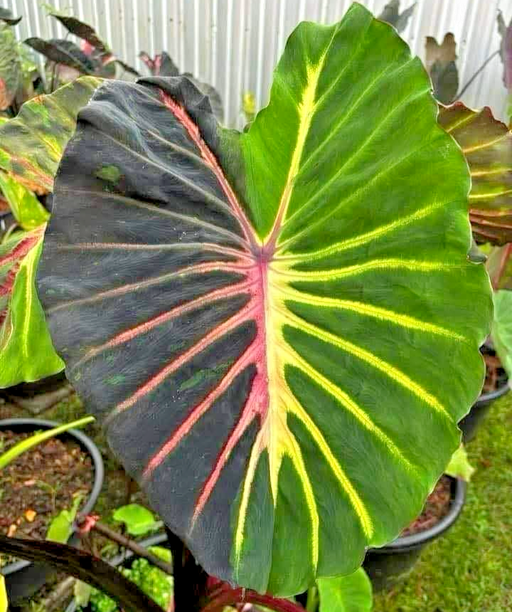 Colocasia New Hybrid "STARLIGHT" Authentic RARE Elephant ear Live Bulb  w/Cert | eBay