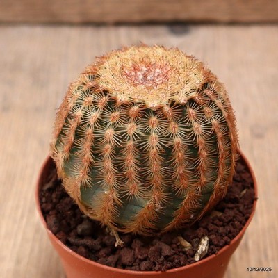 D7757 ECHINOCEREUS REICHENBACHII pot7,5-H6-W6 cm MaMa Cactus