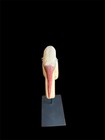 AAFA Early 20th Century Folk Art Hand-carved Painted Shorebird Forster’s Tern — photo 6