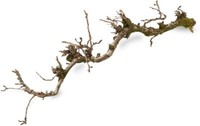 Nadeco Dekozweig Birne Mit Moos Ca. 100Cm Deko Zweig Natur Zweig Dekobaum Dekoba