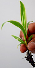 Spider Plant (Chlorophytum comosum) Variegatum, an Air purifying House Plant
