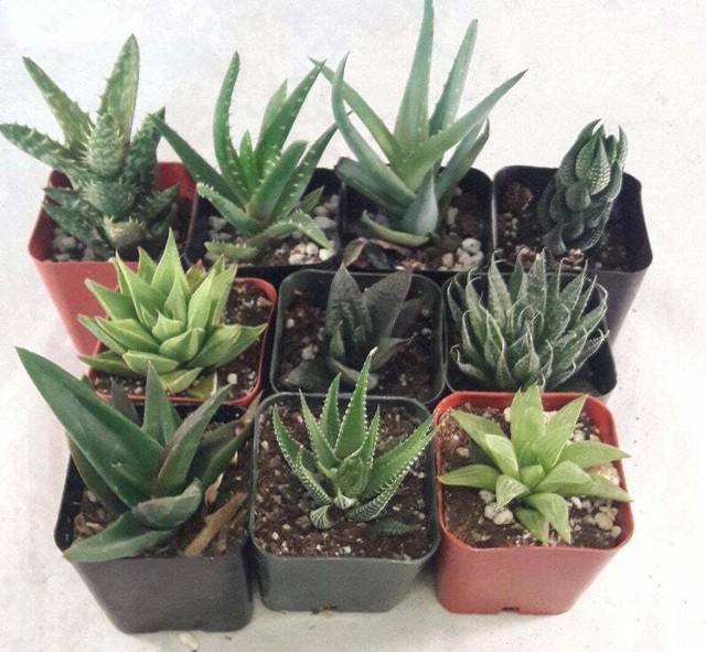7 Different Aloe Live Plants Easy to grow Hard to Kill 2