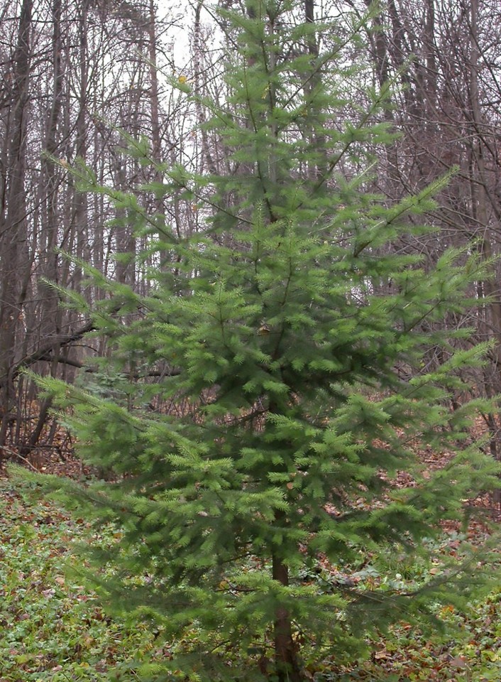 Green Douglas Fir, Pseudotsuga menziesii, Tree Seeds (Fragrant ...