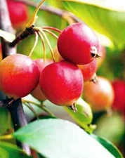 25+ Callaway Crabapple Seeds for Garden Planting - USA - FREE SHIPPING!