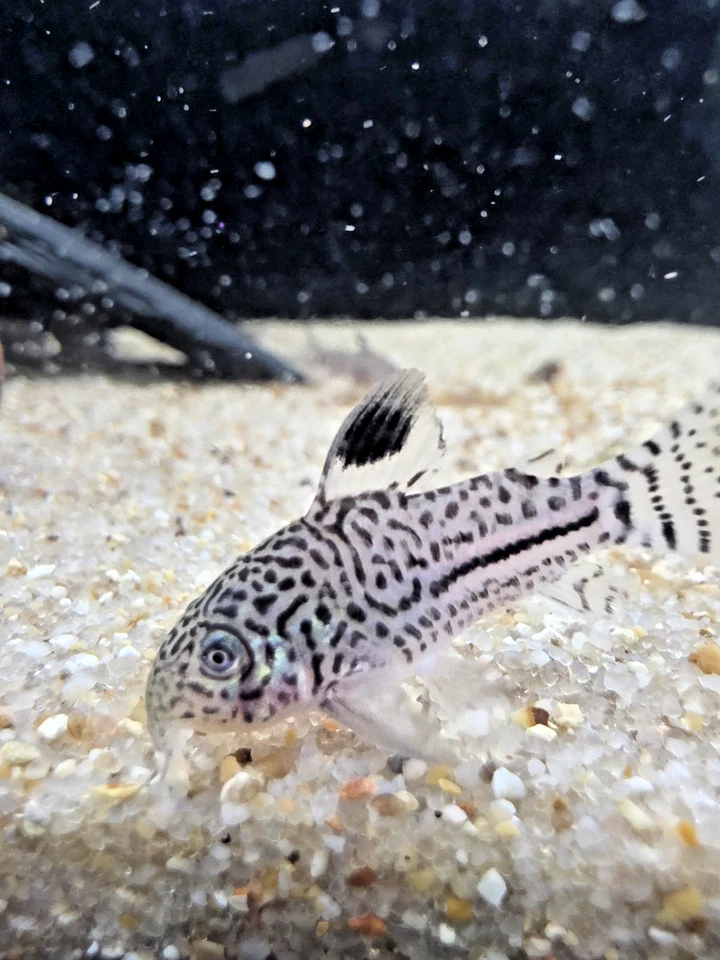 Grupo Julii Corys Envío Gratis 2 Días Foto 2 de 4