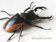 Odontolabis Cuvera XL Real Stag Beetle Framed Entomology Collectible Shadowbox
