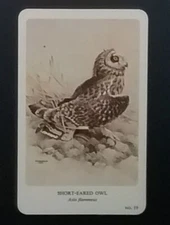 General Cigar Company Trading Card - No. 19 Short-Eared Owl - Card 3