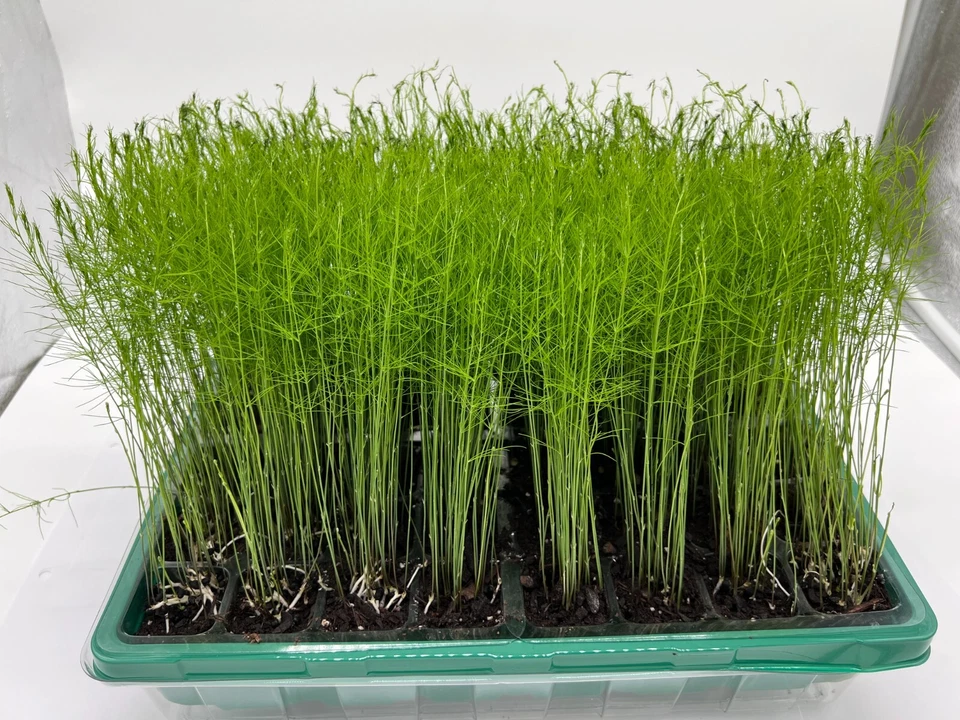 9Pk-PRE-ORDERAsparagus Live Plant Plugs Free Shipping  Mary Washington Heirloom - Image 3 of 4