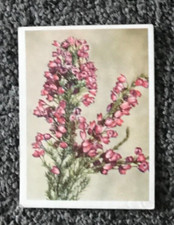 Tobacco Card, UTC, OUR SOUTH AFRICAN FLORA, 1940, Erica Axilliflora, #61