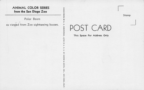 SAN DIEGO CA ZOO SIGHTSEEING BUS 1950s POLAR BEARS ANIMAL COLOR SERIES 052125 U - Imagen 2 de 2