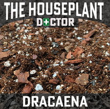 DRACAENA Compost Soil (Dragon Tree Marginata Fragrans Repotting Lemon Lime 1-25L