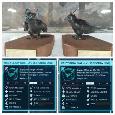 ARK ASA PVE OFFICIAL PAIR BABY SNOW OWL BLACK TOP STATUS EXTINCTION PC/XBOX/PS5