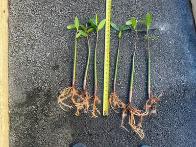 *6 mangroves x 24 inch tall each*Red LARGE MANGROVE Tree*AQUARIUM PLANTS*