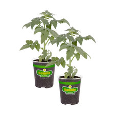 19 Oz. Big Boy Tomato Plant (2-Pack)