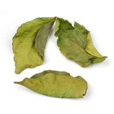 NY Herb Shop Makrut Lime Leaves | Bulk Wholesale Kaffir Lime Leaf Herb