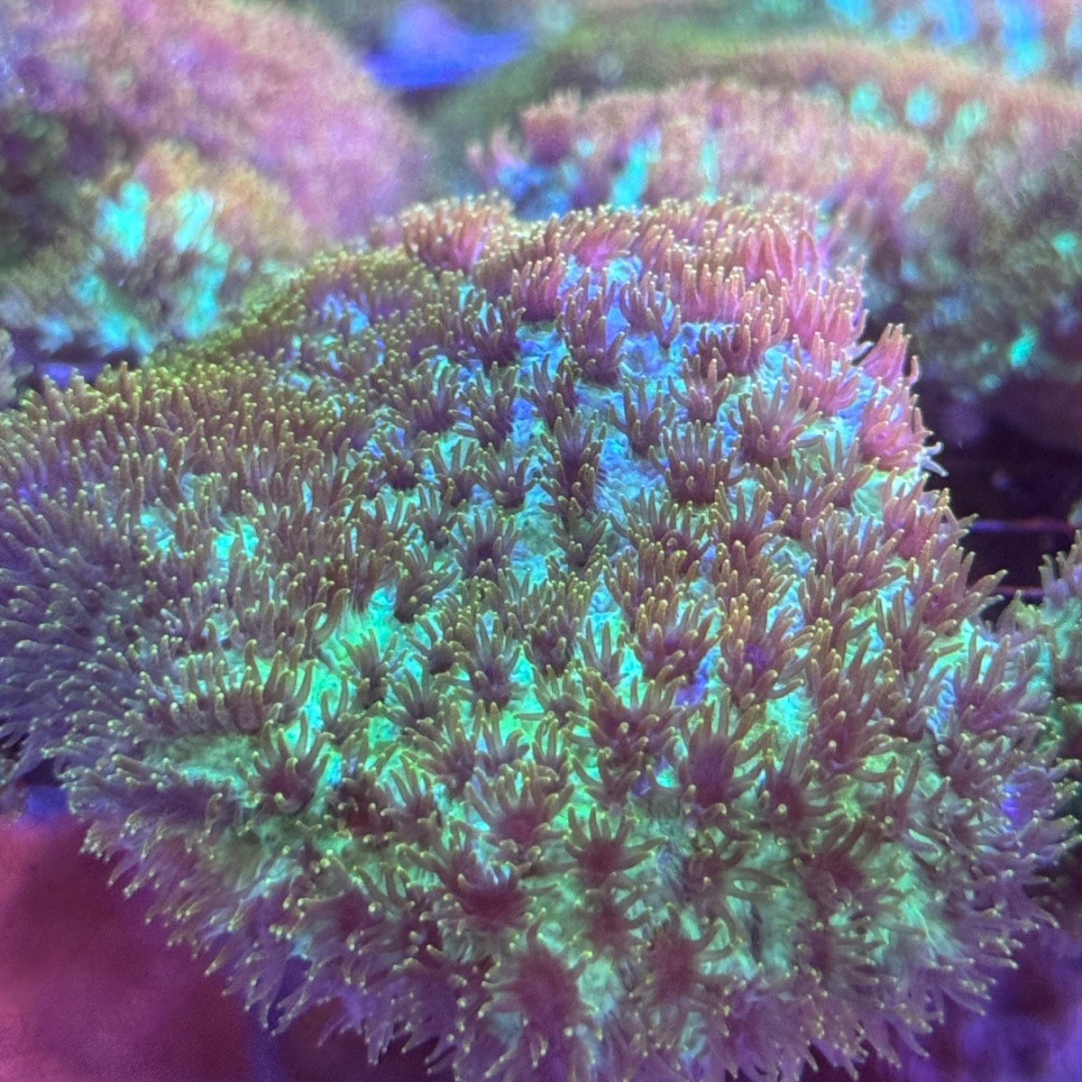 Live Saltwater Aquaculture SPS Coral. Velvet Horn Coral FRAG 1.5