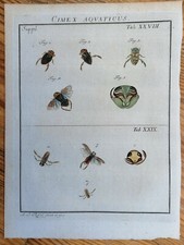 Rösel v. Rosenhof Insekten Belustigung Cimex aquaticus Tab 28 - 1746