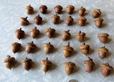 Lot of 30 Large Red Oak Acorns with Caps for Crafts Washed Oven Dried Nice 