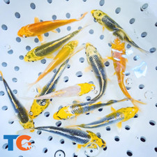 Yellow Koi Fish For Sale   Buy Live Koi Fish Online  Toledo Goldfish  Koi